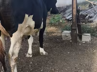 بقرة, Russian Black pied cattle — الصورة 6
