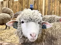Ram, Romanov sheep — photo 3