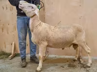 Хуц, Lacaune sheep — 1 зураг