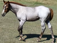 घोड़ी, Quarter Horse — फ़ोटो 2