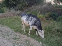 Bulle, Holstein-Rasse — Foto 1