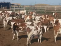 Үнээ, Simmental cattle — 1 зураг