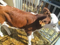 Vaca, Montbéliarde — foto 1
