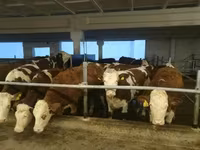 Cow, Holstein breed — photo 7