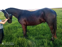 公马, Horses — 照片 4