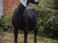 Cabra, Nubian Goat — foto 6