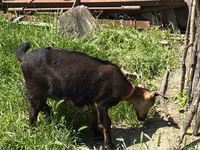 Goat, Nubian Goat — photo 5