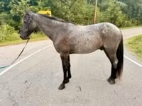 Адуу, Brandenburger — 4 зураг