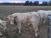 Toro, Charolais cattle — foto 1