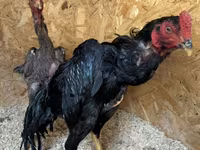 Chickens — الصورة 2