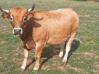 بقرة, Aubrac cattle — الصورة 6