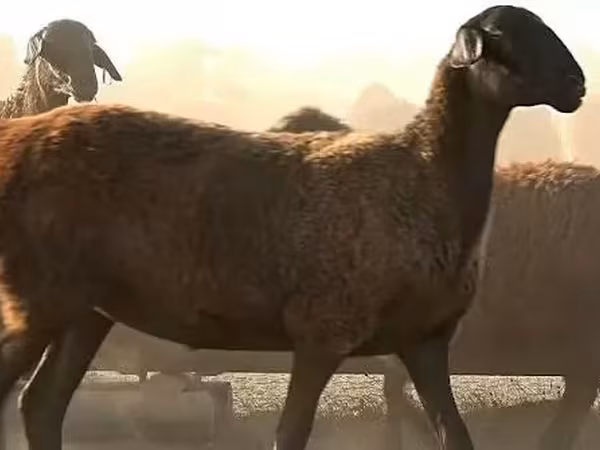 نعجة, Edilbay sheep