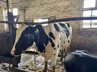Vaca, Raza Holstein — foto 5