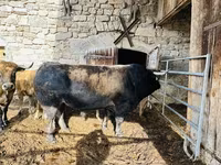 Үнээ, Aubrac cattle — 1 зураг