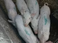 Мэгж, Гахай — 1 зураг