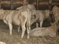母牛, Charolais cattle — 照片 2
