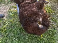 Carnero, Kuibyshev sheep — foto 8