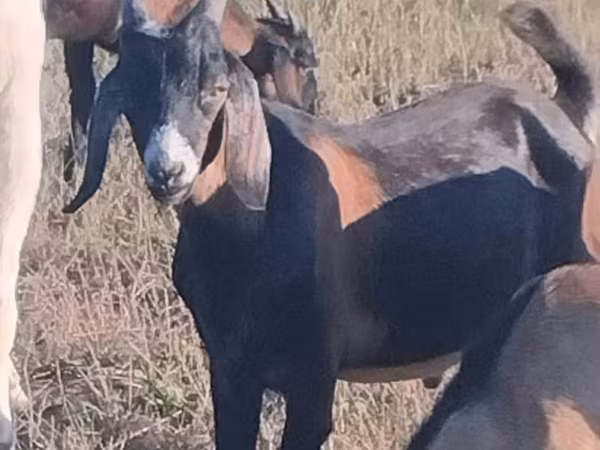 बकरा, Nubian Goat