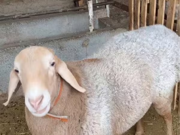 Хуц, Хонь