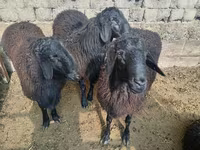 كبش, Rhon sheep — الصورة 3