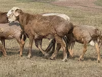 Carnero, Hissar sheep — foto 6