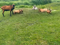 公山羊, Nubian Goat — 照片 2