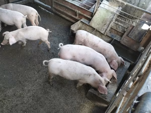 Boar, Pigs