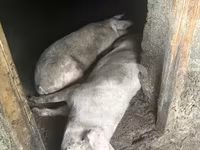 Säue, Крупная белая — Foto 4