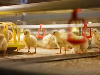 Premixuri pentru animale şi păsări / Премиксы для птиц и животных — фото 1