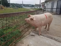 Säue, Schweine — Foto 4