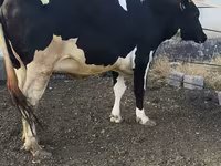 بقرة, Russian Black pied cattle — الصورة 7