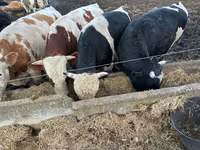 Cow, Cattle — photo 2