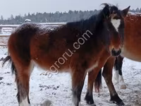 حصان, الخيول — الصورة 2