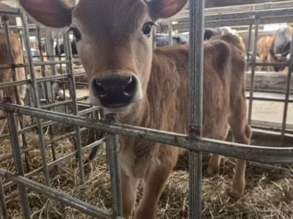 Vaca, Raza Jersey