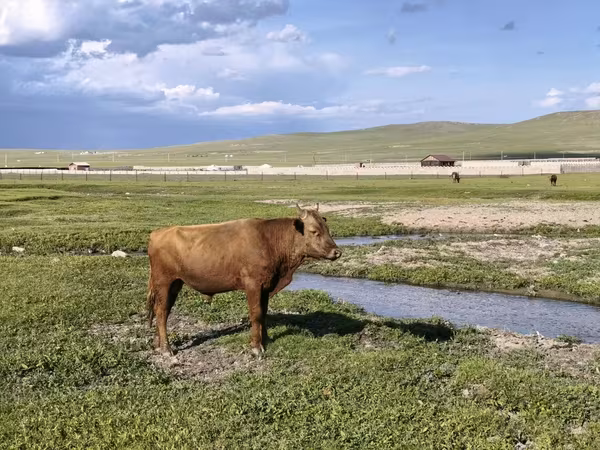 Toro, Ganado vacuno