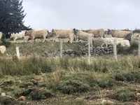 Үнээ, Aubrac cattle — 5 зураг