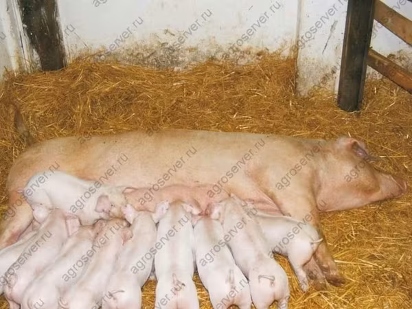 Boar, Pigs