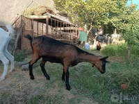 Cabra, Saanen goat — foto 4
