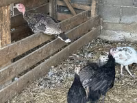 Turkeys — الصورة 6