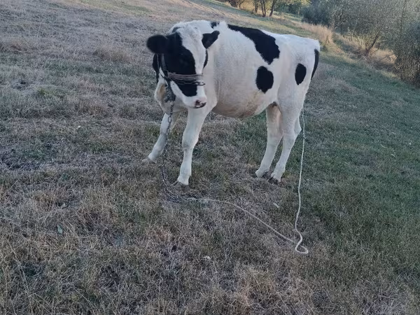 Cow, Holstein breed