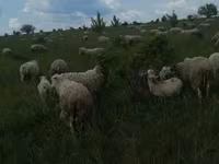 Carnero, Merino sheep — foto 6
