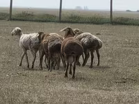 Carnero, Hissar sheep — foto 4