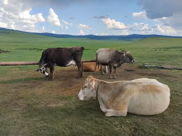 Үнээ, Үхэр мал — Монгол
