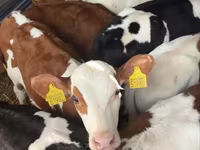 公牛, Simmental cattle — 照片 2