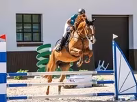 Азаргагүй морь, Percheron — 5 зураг