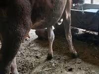 Cow, Alatau breed — photo 3