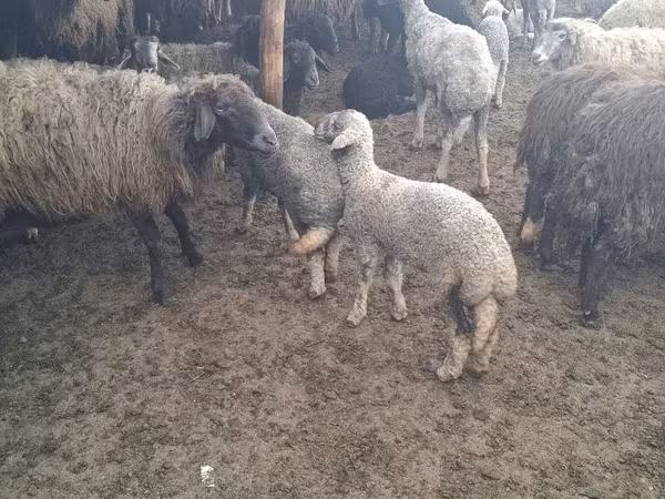 Ram, Sheep