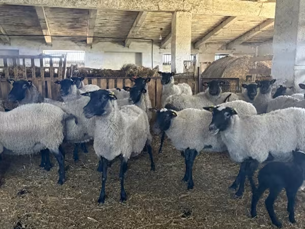 Хонь, Romanov sheep — Орос