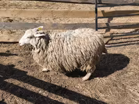 كبش, Kazakh fat-tailed coarsewool sheep — الصورة 6