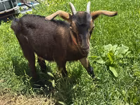 Goat, Nubian Goat — photo 2